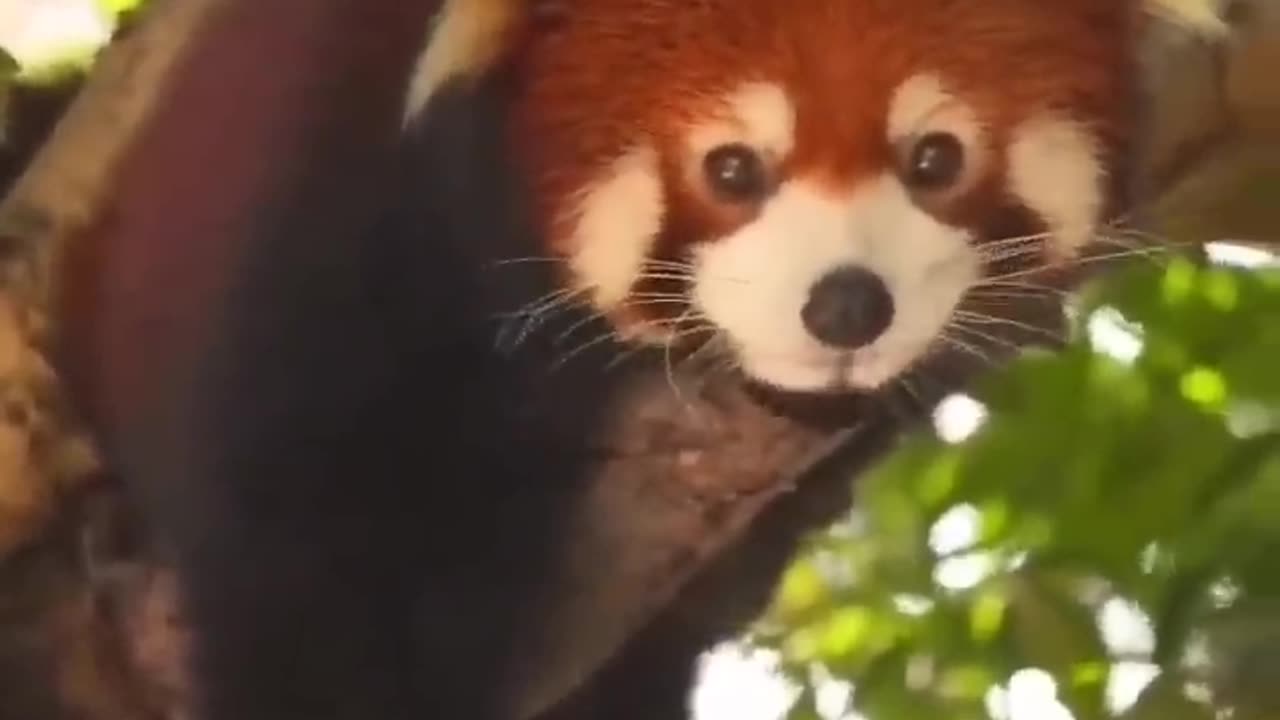 My favorite animal is a collection of cute red pandas♥