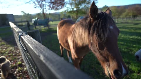 horses