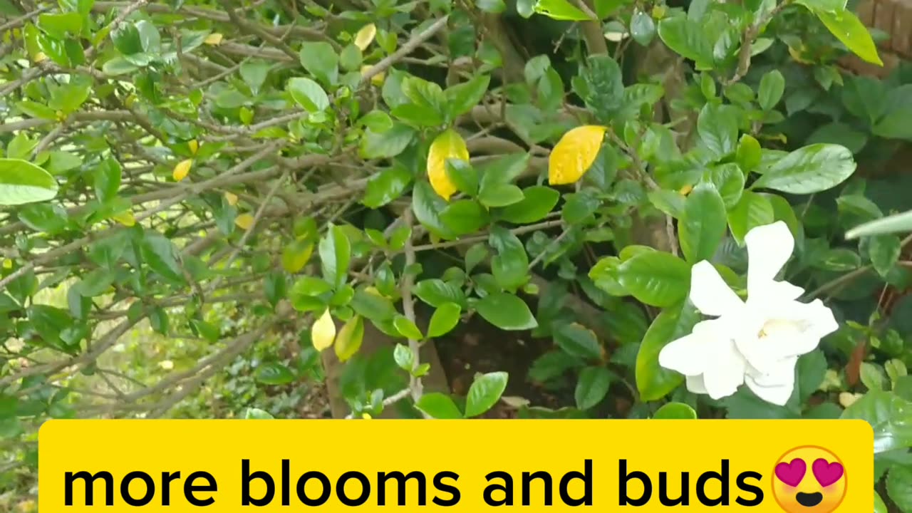 Gardenia Plant and its flowers/Its scent smells so good.