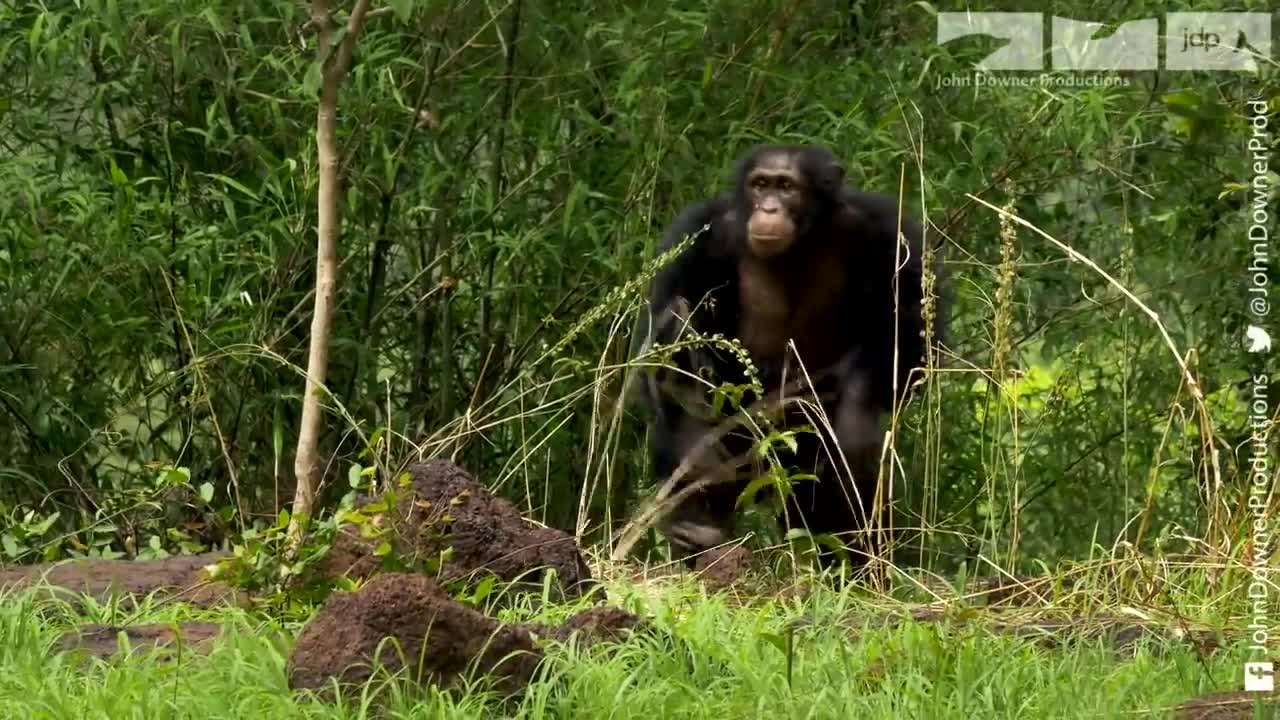 Robot Bushbaby Meets Chimp & Gets a Surprising Reaction!