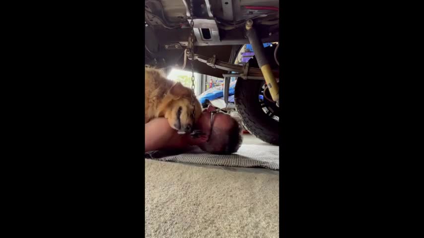 Dog Hugs Man While Lying on His Chest When He Tries to Work Under His Car