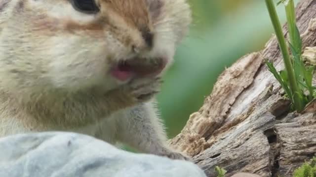 Food squirrel