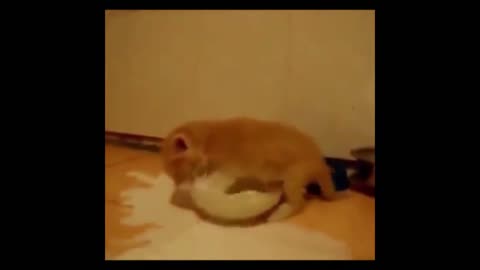 Cats destroying things