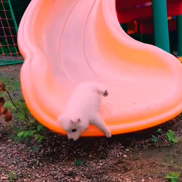 So cute animals #Animals #dog #cat #duck #monkey #adoremonkey #Monkey Animals28