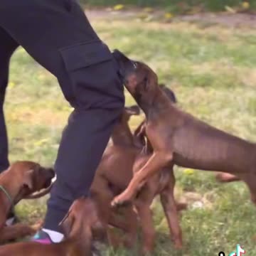 Pups Gone Wild - Mistakes Were Made - It Could Have Been Far Worse, Though - HaloNews