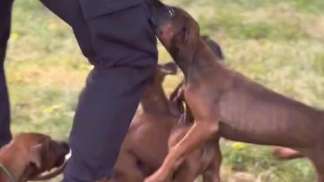 Pups Gone Wild - Mistakes Were Made - It Could Have Been Far Worse, Though - HaloNews