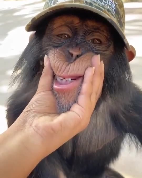 Person-Playing-with-a-Monkey's-Mouth ||❤Animals Lover❤||