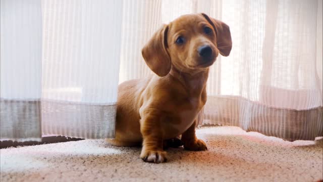 Cute dog playing with curtains