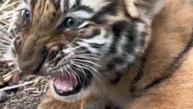 The tiger cubs are so cute