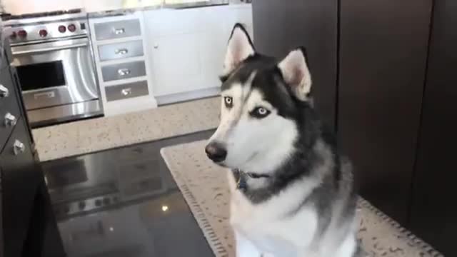 Impagable reacción de un Husky frente a vídeos virales de cachorros