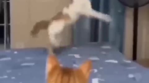 Cute cat dance