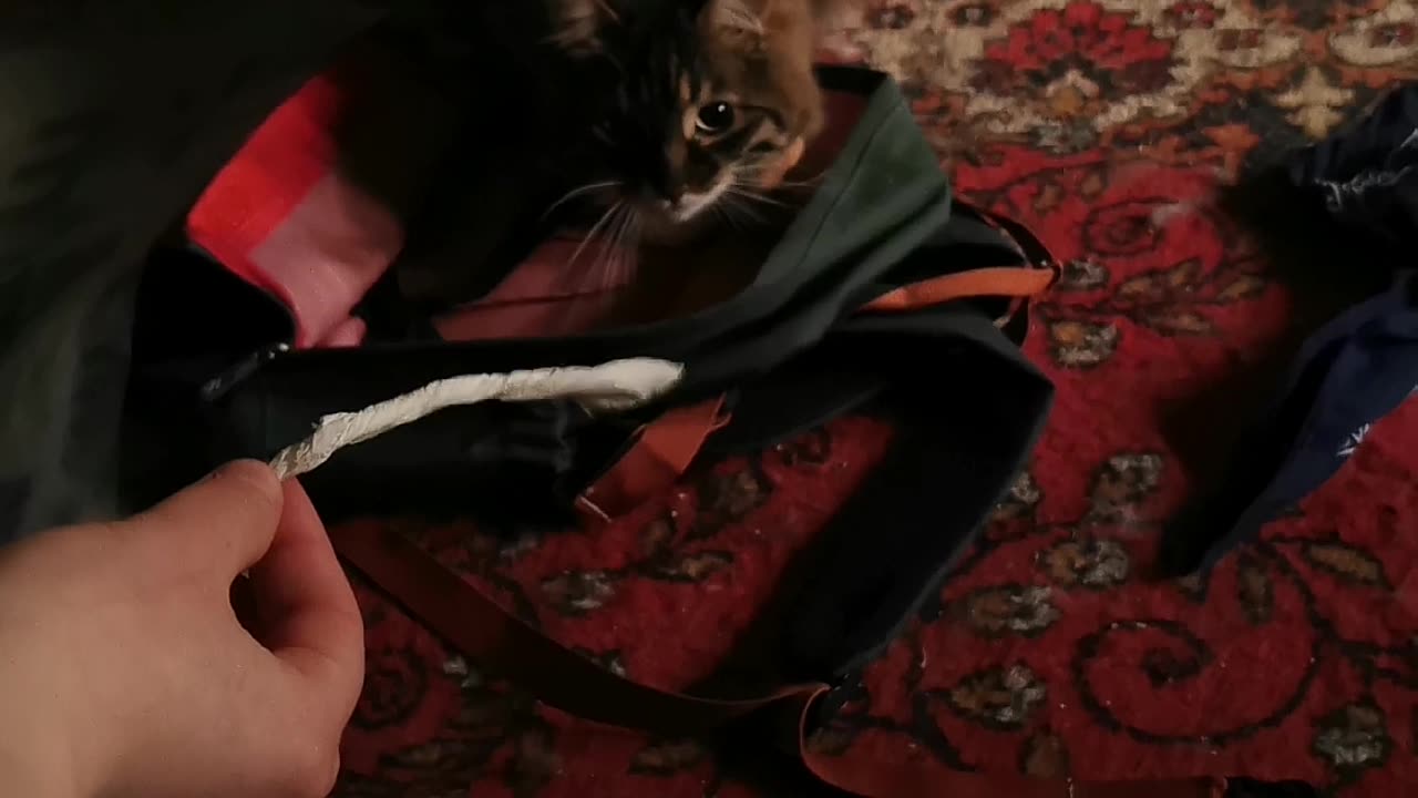 Cat is playing with her human - funny video