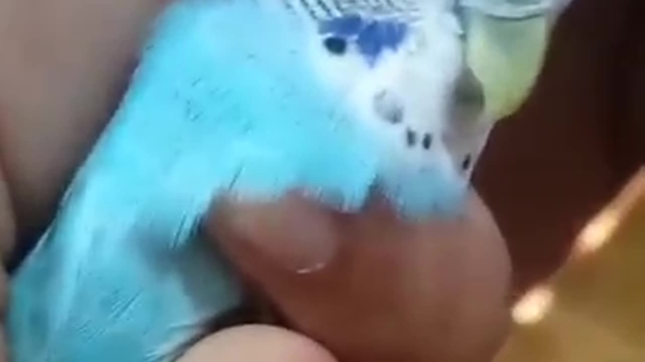 Cute_budgie_friendly short