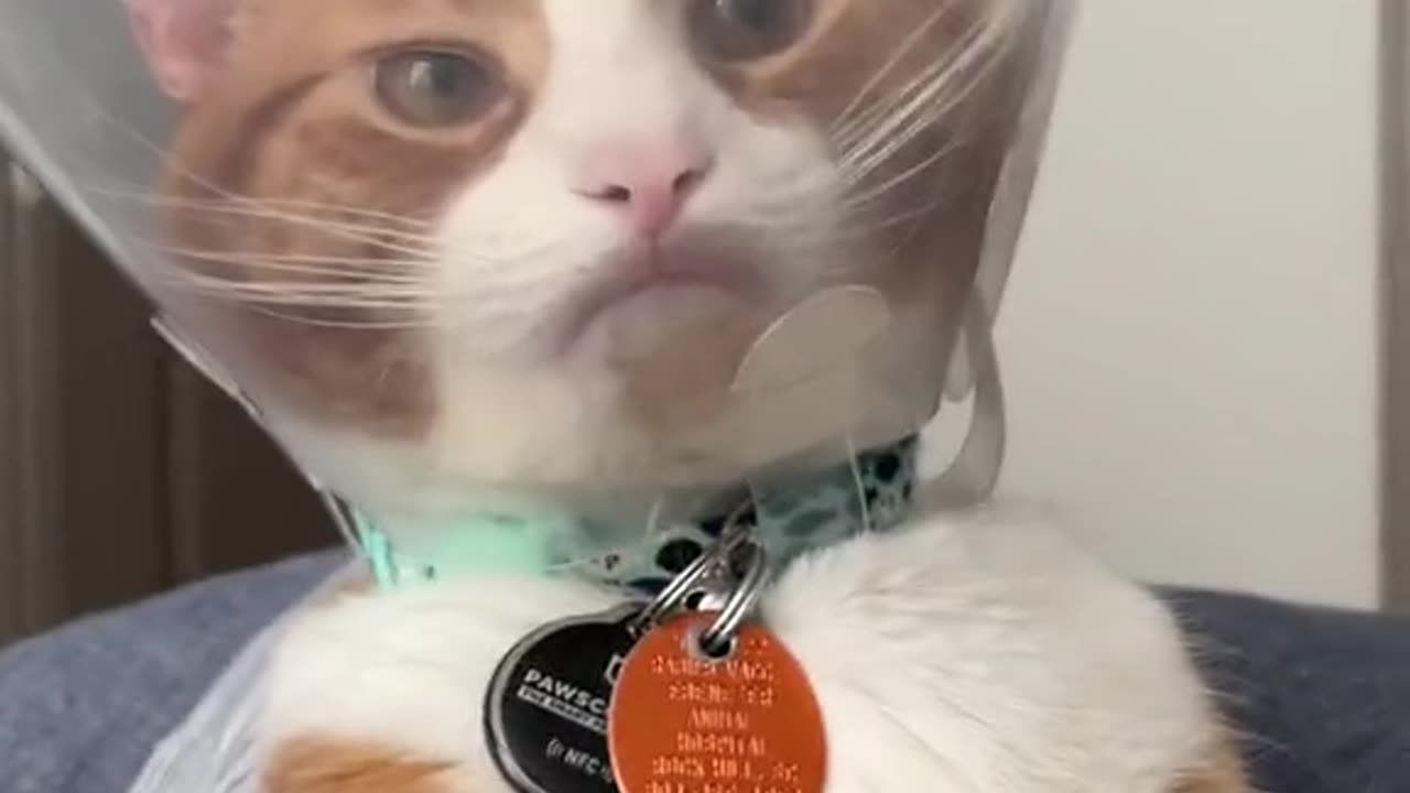a cat