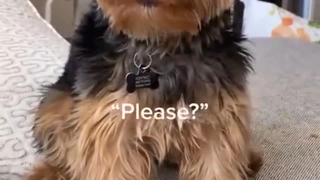 A dog's crazy cue to its owner, just need to talk!