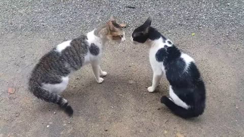 Cats Fighting with sound Exclusive Video Play with full sound