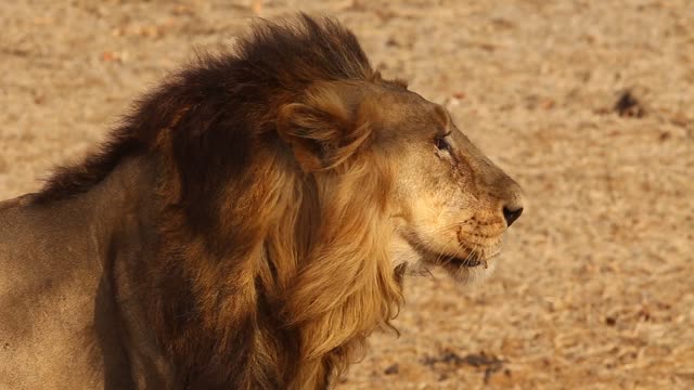 Close shot of a lion looking at the camera near its herd