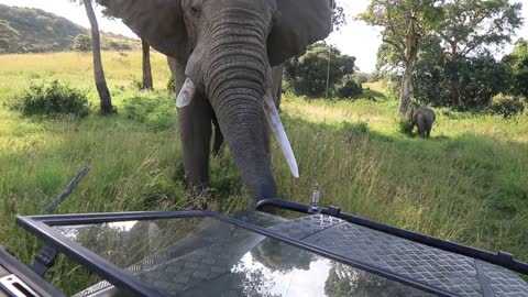 A friendly elephant