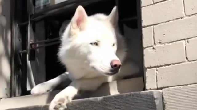 Funny videos of animals part 41