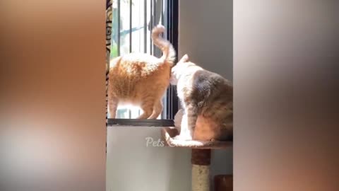 #funny cat