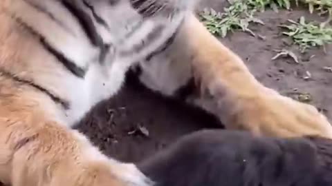 Funny video Funny animal Funny viral video cute animal trending video Funny shorts viral