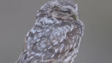 little owls family