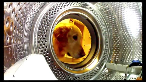 Incredible Dog Saves His Friend Before Disaster