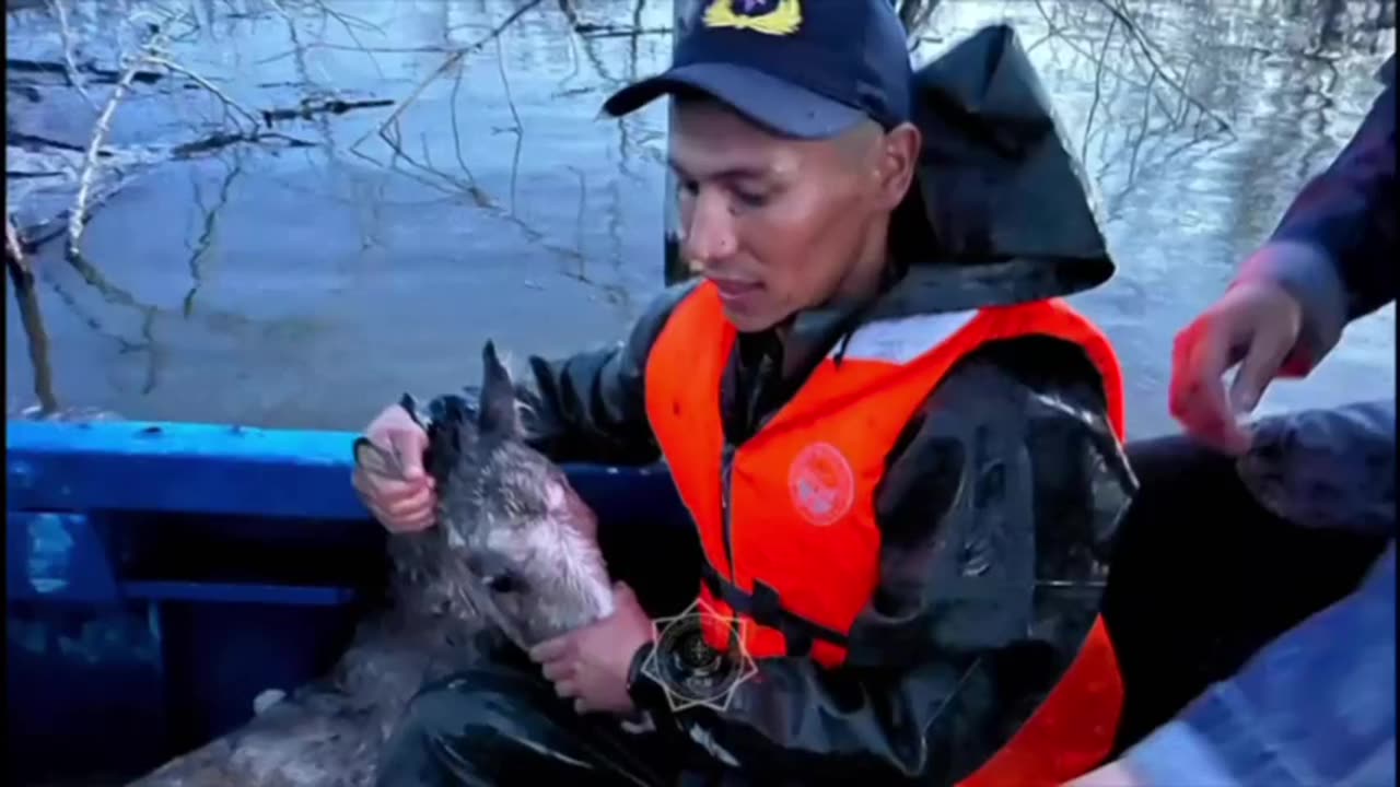 Drowning Foals Were Rescued In The West Kazakhstan Region