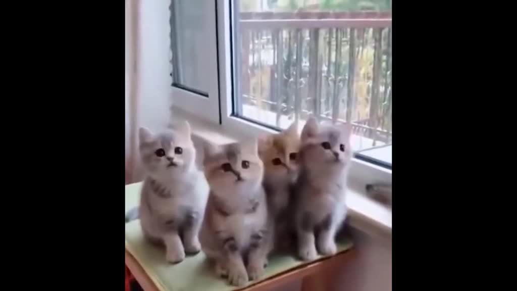 Baby Cats 2020