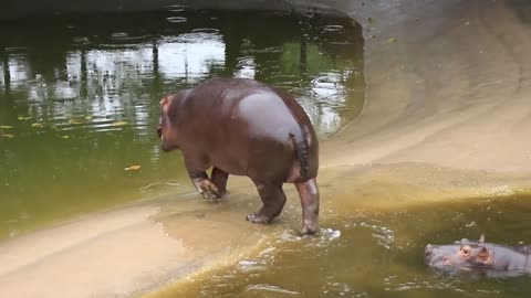 hippo