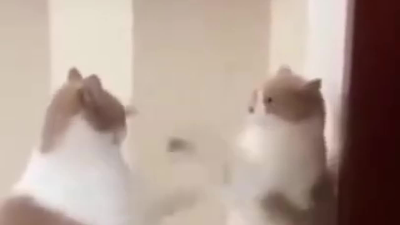 funny_animals_#shorts
