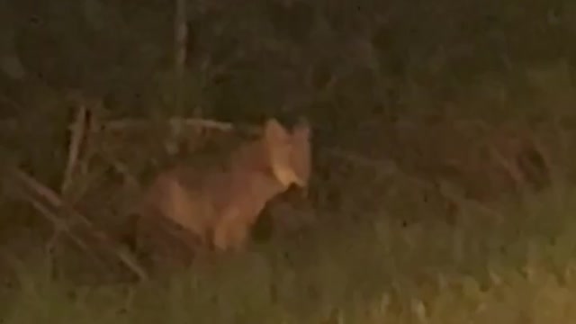 One early morning.. Help me figure if it’s a fox or coyote?