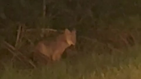 One early morning.. Help me figure if it’s a fox or coyote?