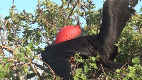 Delightful phrase (Fregata m. magnificens) Magnificent Frigatebird