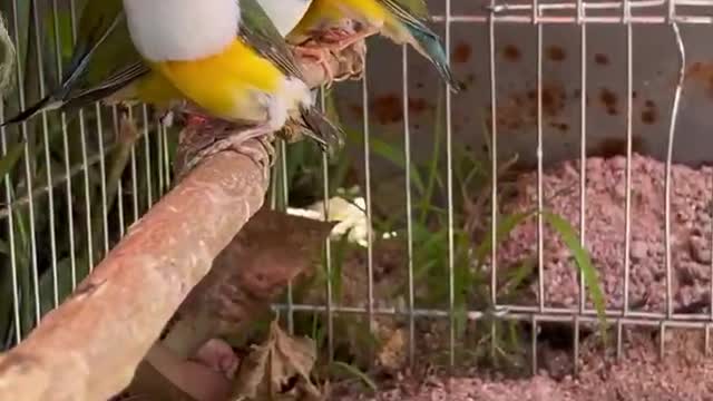 Birds waiting for the wind
