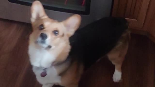 Cute Corgi Doesn't Let a Single Treat Hit the Floor