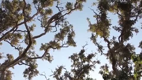 Leopard Climbing a Tree