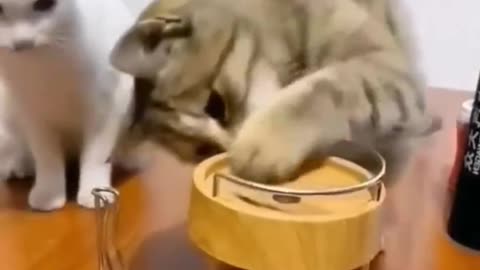 Funny animal videos Cute animal videos Funny dog videos Funny cat videos Animal fails