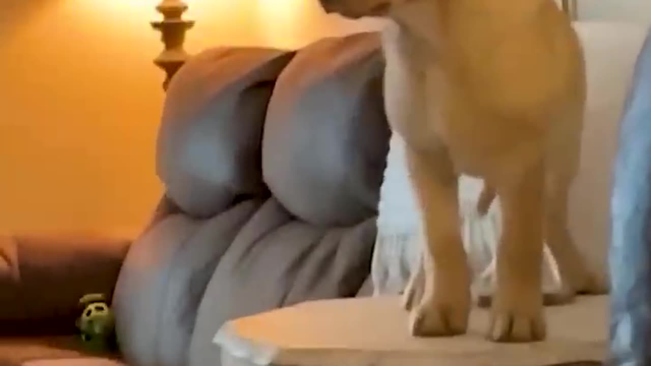 Funny Video