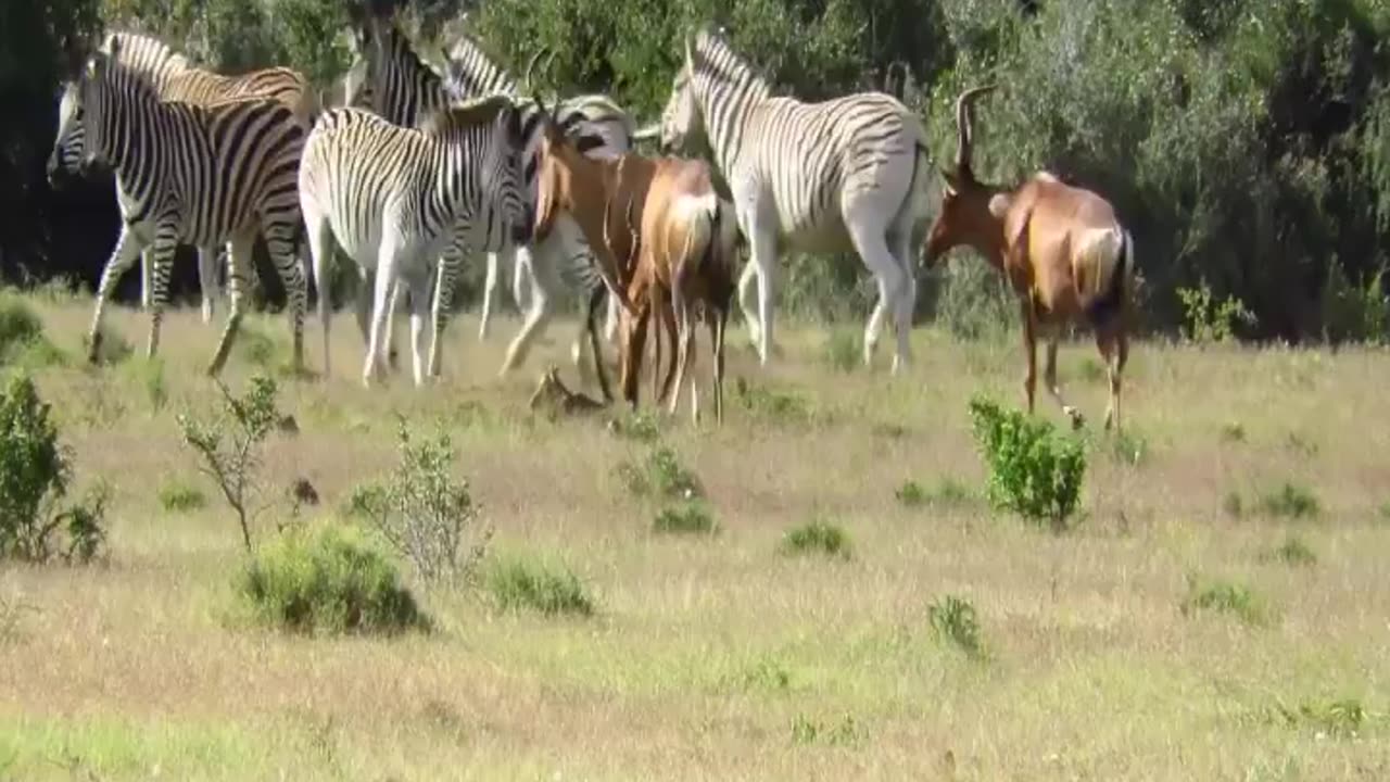 Attack zebra by Hartebeest young