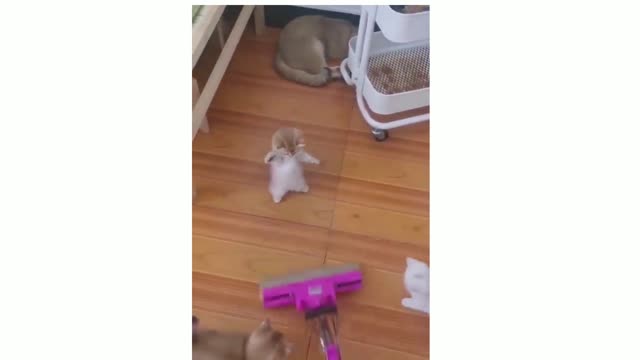 Cute Baby cats ,cute and funny cats