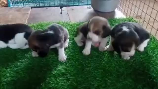 VERY CUTE NEWLY BORN PUPPIES!!! WHO WANTS ONE!!!