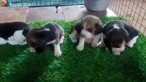 VERY CUTE NEWLY BORN PUPPIES!!! WHO WANTS ONE!!!