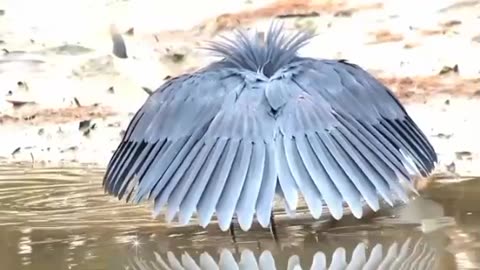 I am MASTER 😎😎 I Great HUNTER 😎💪💪😎