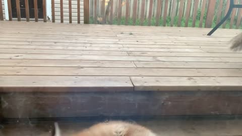 Cute fox pup licking my door