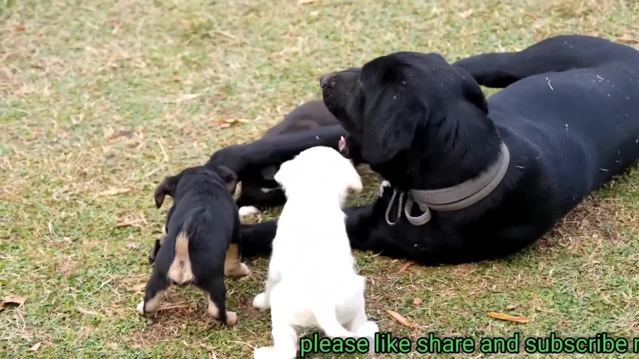 Cute and Funny Puppies