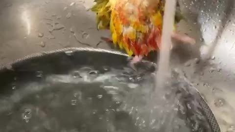 Hedwig taking a little sink bath