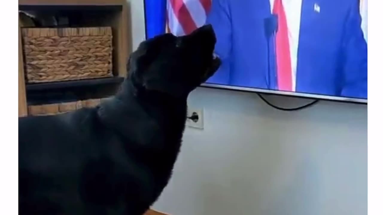 EVEN DOGS LISTEN TO 🤪THE TRUMPSTER !