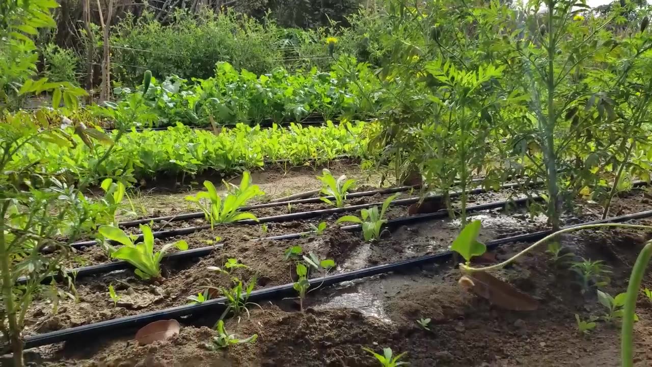 How He Turned Desert Sand Into Fertile Farm Land In 3 Months!