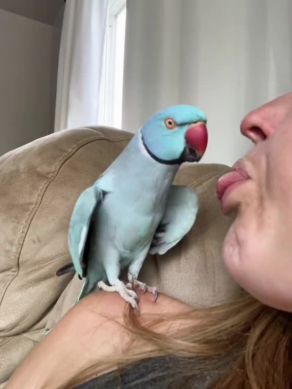 Heart shapped wings means a happy loving bird, even when mom tries to eat him,viral,